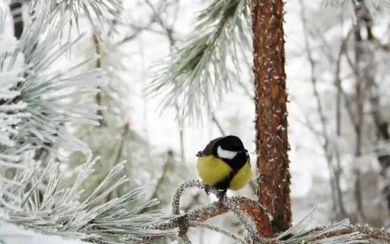 winter, titmouse, снег, заснеженный, красивый, есть, природа, tit, иней, лес