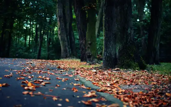 дом, лес, лес, осень, деревья, лирическое,