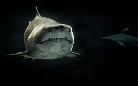 акула, зубы,