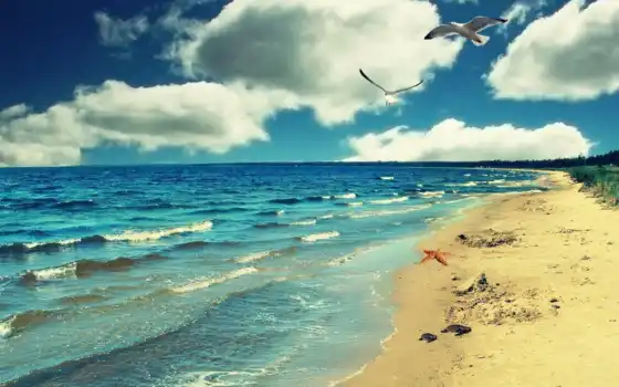 пляж, птица, природа, приморье