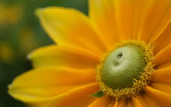 цветы, yellow, sunlight, пыльца