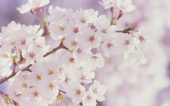 цветы, весна, лепешки, вишневый, белый, весенний