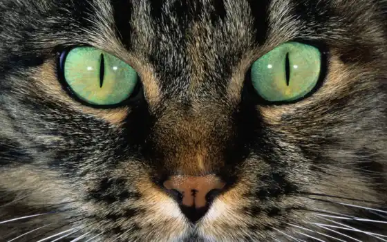 морда, глаза, кот, взгляд, шерсть, кошачья, усы, нос, кошек, зеленые, 