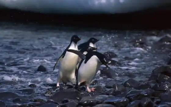 следы, пингвины,