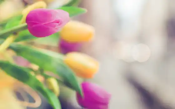 tulips, розовый, yellow, тюльпаны, cvety, розовые, thank, за, 