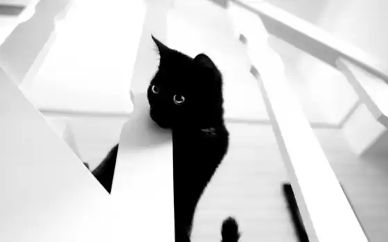 черный, публичный, белый, домен, лестница, котенок, котенок