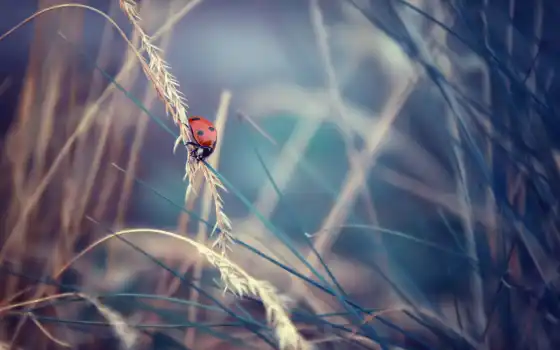 ladybug, насекомое