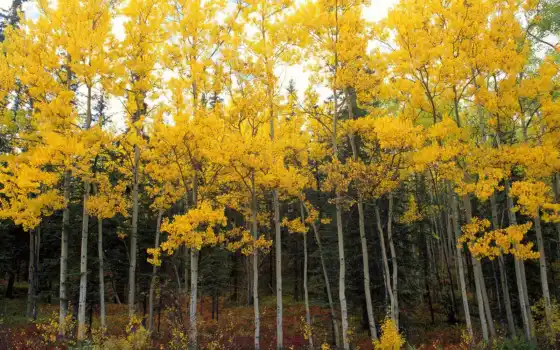 желтый, осень, море, море, древесина, лес, бытовое происхождение