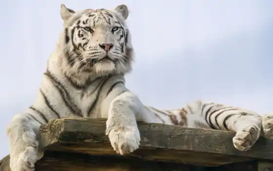тигр, белый, животное