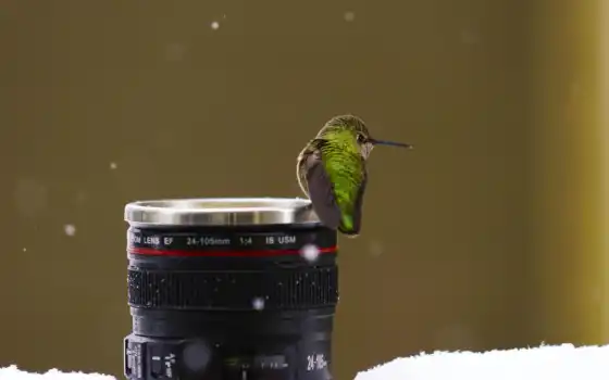 колибри, птица, объектив, снег