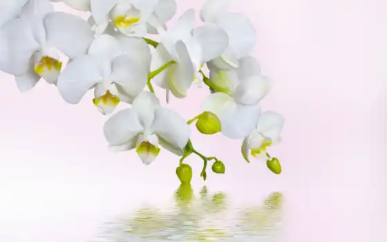 орхидея, белый, фон, iphone, острота, информация, яркий экран, рабочий стол,