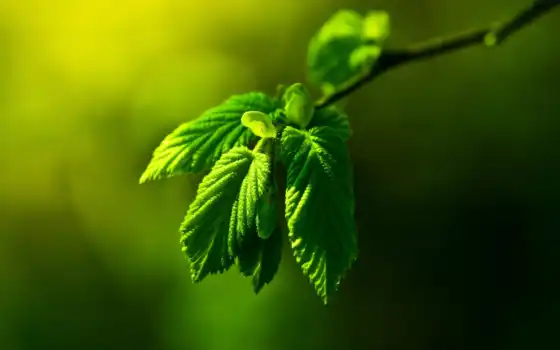 лист, зеленое, makryi, природа, drop, permission, leaf, оригинал, free, картинка