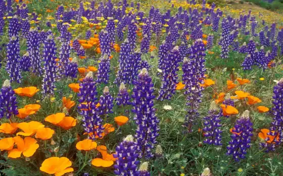 california, lupine, цветы