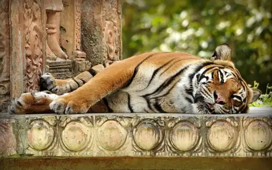 тигры, красивых, лежит, 