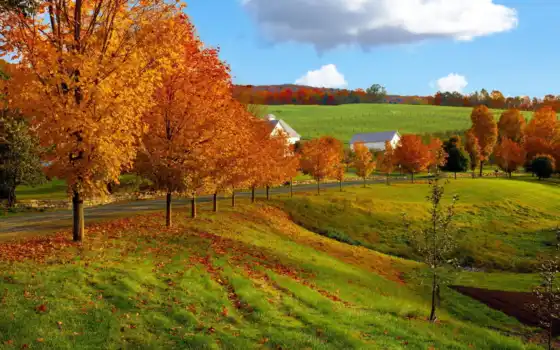 природа, дерево, осень, дорога, поле, небо, картинка, 