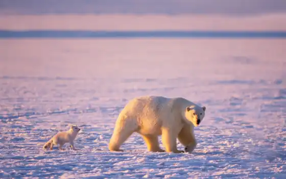 арктические лисицы, медные, белые, белые, медные, арктические, арктические, соленые,