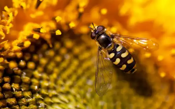 пчелка, макро, цветке, цветы, яndex, макромир, annl, мед, 