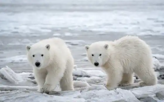 медведь, polar, cover, north, аляска, arctic, white, снег, лед