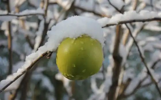 winter, apple, зелёный, дерево