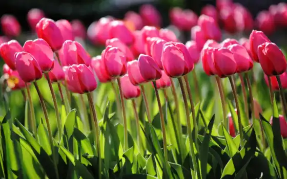 весна, тюльпаны, розовый, цветы, желтый, бука,