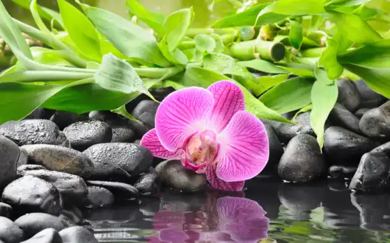 орхидея, манипуляторы, цвет, вода, бальзам, орхие, содержание,