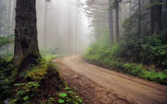 лес, дорогой, туман