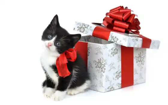 обои, подарок, котенок, котята, подарком, фото, ко