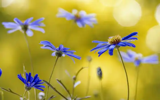 полевые цветы, голубые цветы, цветочки,