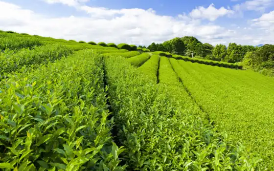 чая, плантация, чайная, плантации, чая, листья, чайные, зеленые, 