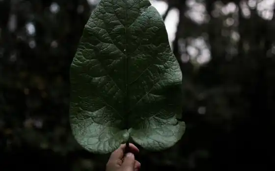 растение, дерево, leaf, волосы, зелёный, природа, friseur, talk, lebanon