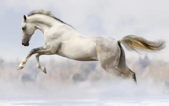 лошадь, white