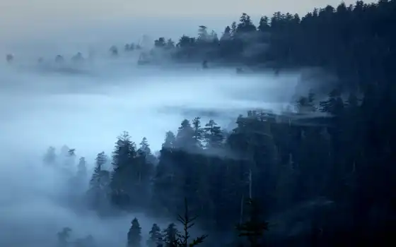 туман, лес, oir
