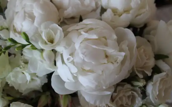 пион, white, цветы, букет