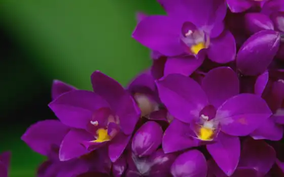 орхидея, цветы, лепестки, фотографий, орхидеи, заставки, 