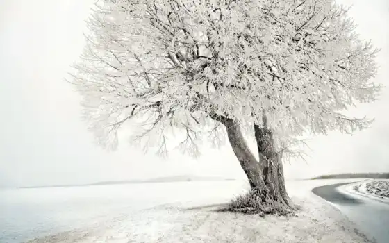 inverno, sfondi, neve, albero, ди, immagini, banco, foto, árvore, vettore,