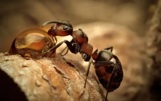 муравьи, муравьи, муравьи, муравьи, который, картиника, рог, горки