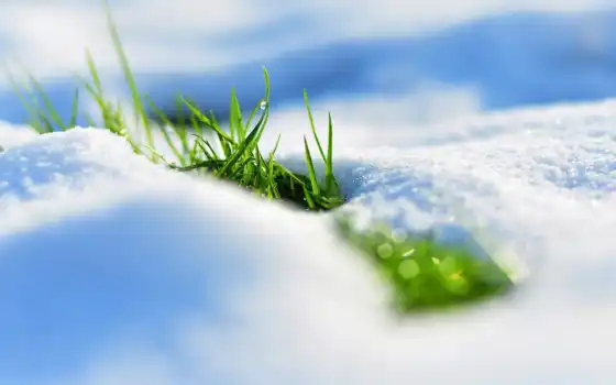 весна, снег, трава, взгляд, 