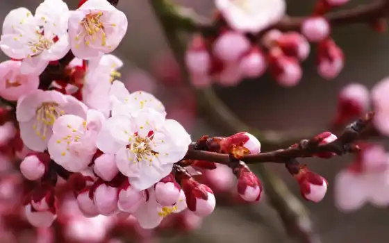 сакур, цветение, весна, японки, вишня
