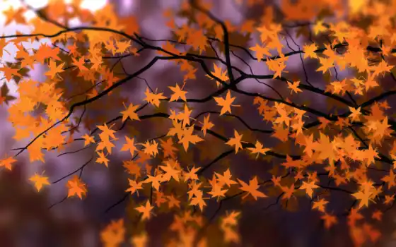 лист, осень, клен, оранжевый, дерево