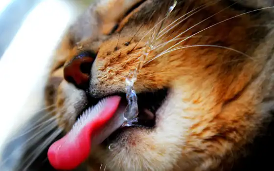 кот, язык, вода, ягда