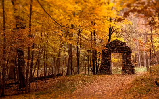 осень, лес, коренное, вдохновение, ливан, деревья, жизнь,