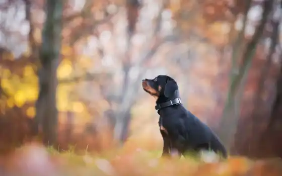 собака, rottweiler, щенок, animal, осень, black, листва, park, лист