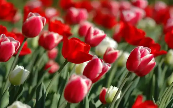 тюльпаны, обои, красные, цветы, широкоформатные, т