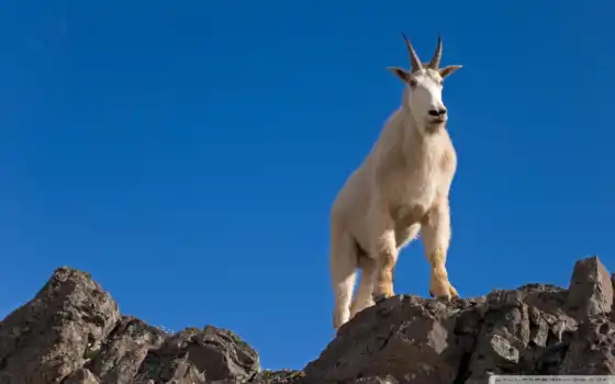goat, male, rocks, кто, животные, тот, ты, мира, вершине, mountain, источники, kozli, 