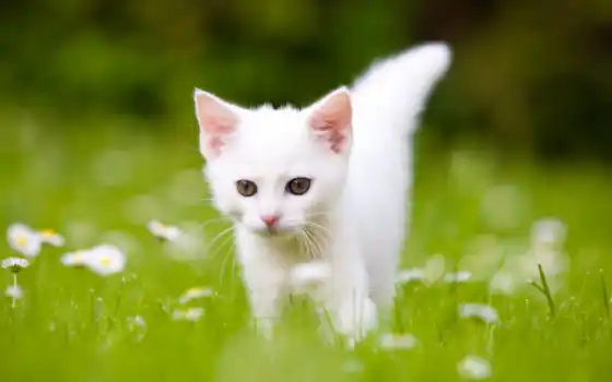 котята, котенок, белые, кот, snowy, милые, коты, white, яndex, 