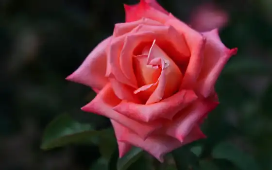розовая, роза, бутон, цветы, 