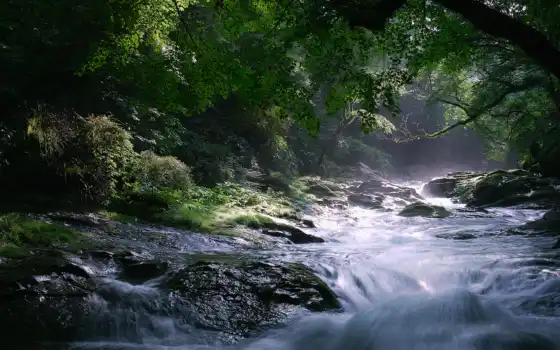 река, камни, природа, поток, деревья, картинка, лес, туман, 