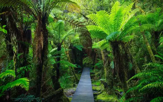 деревянный, фамилийный, южный, джунгли, пешеходный, новозеландский, новый, остров, дляe, фото, туземец