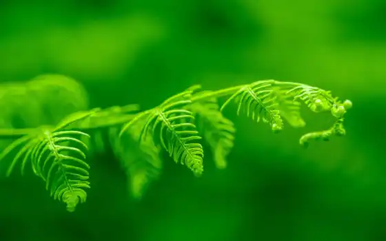 зелёный, leaf, растение