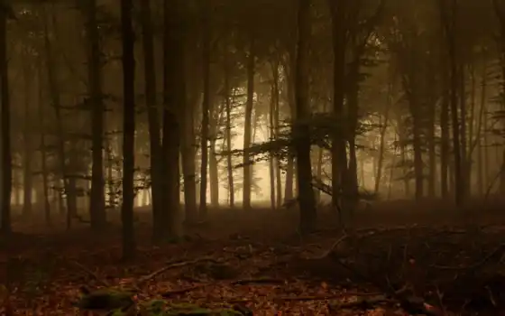 лесные, туманные, деревья, лесные, режиссеры, встроенные,